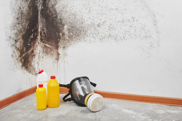Best Attic Mold Remediation in Kasson, MN