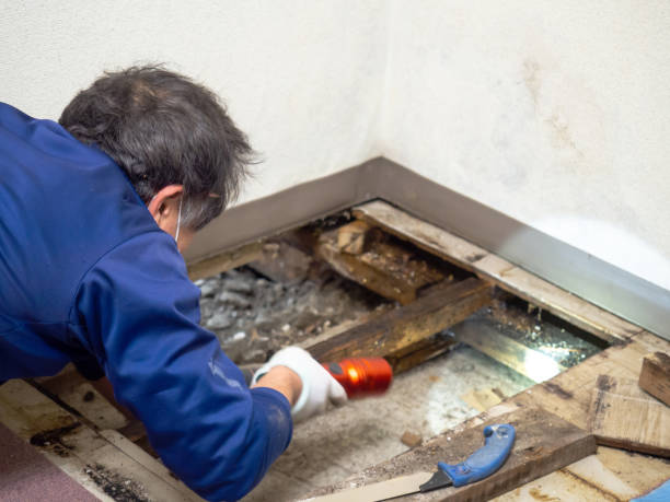 Professional Mold Remediation in Kasson, MN