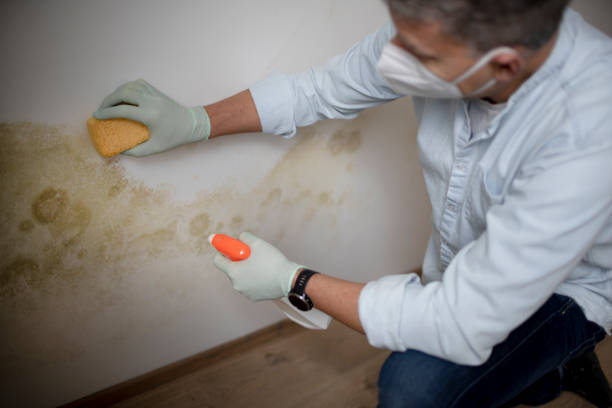 Best Industrial Mold Remediation in Kasson, MN