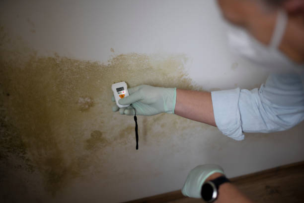 Best Basement Mold Remediation in Kasson, MN