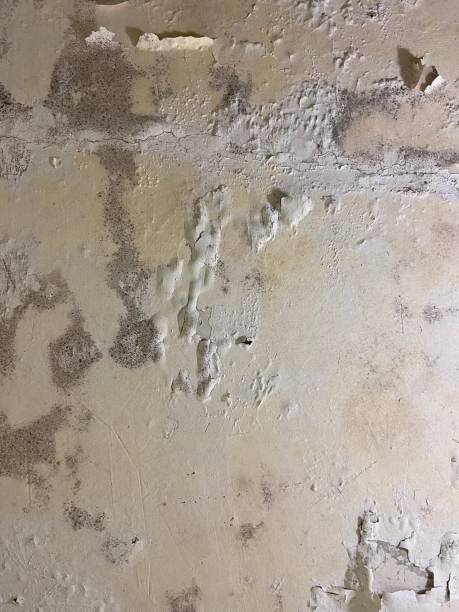 Best Residential Mold Remediation in Kasson, MN