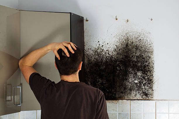 Best Post-Flood Mold Remediation in Kasson, MN