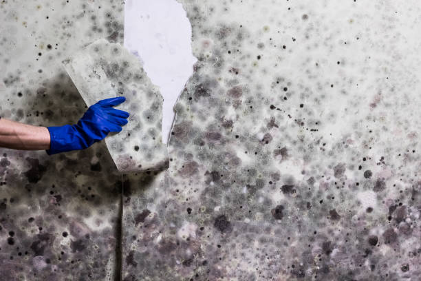Best Insurance-Related Mold Remediation in Kasson, MN